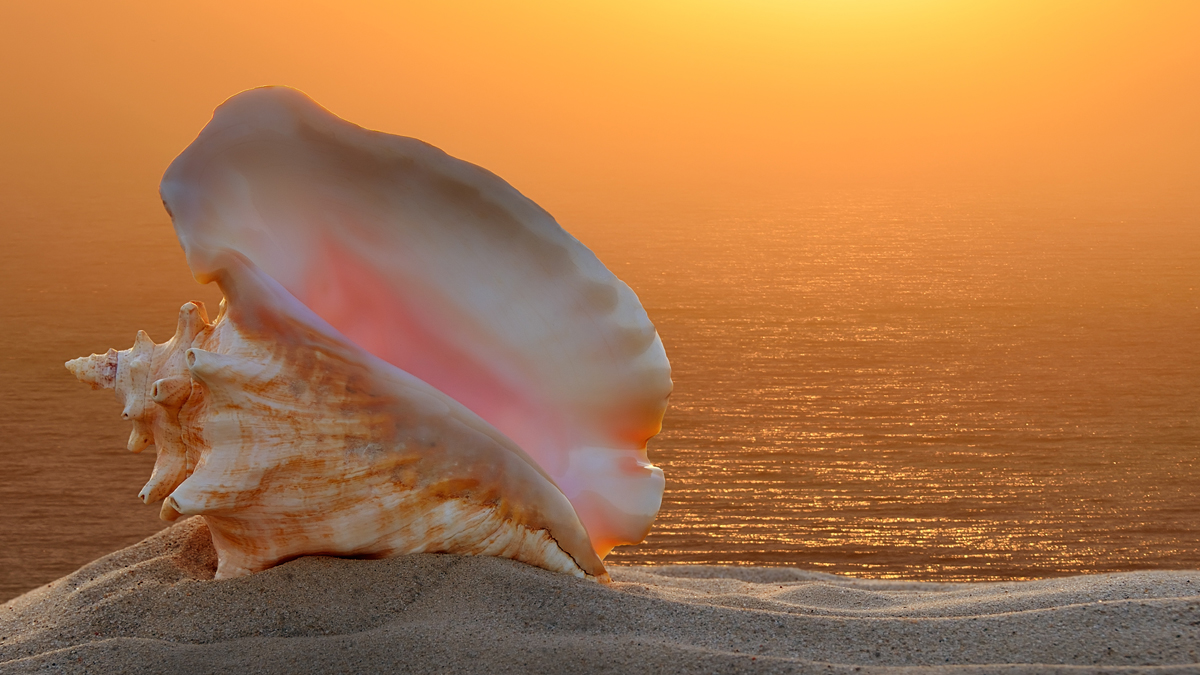 conch