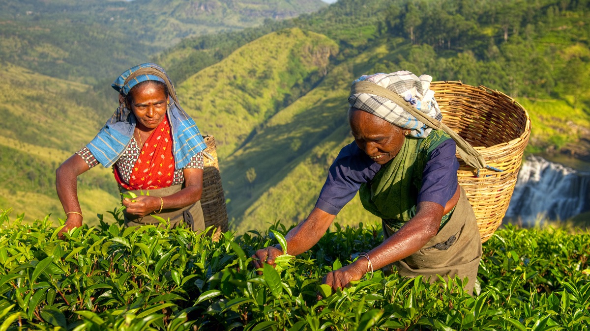 Women picking tea leaves in Sri Linka