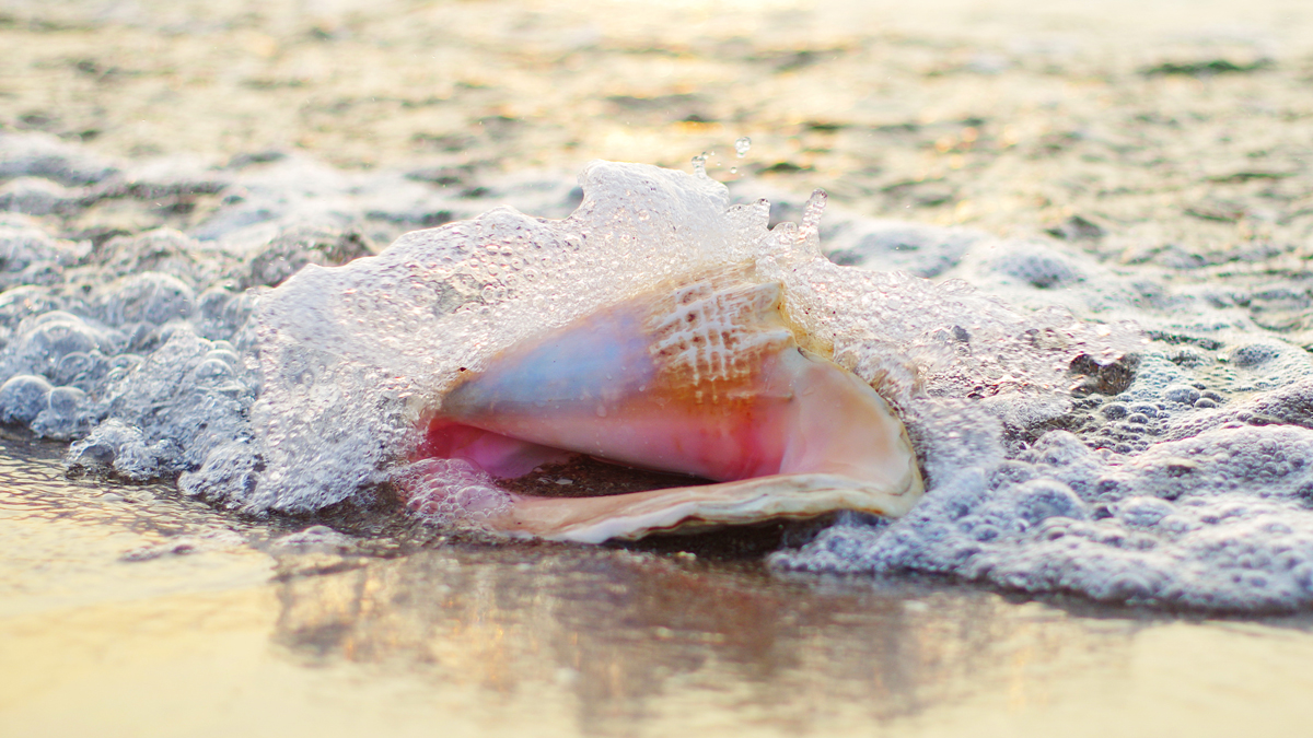 conch shell