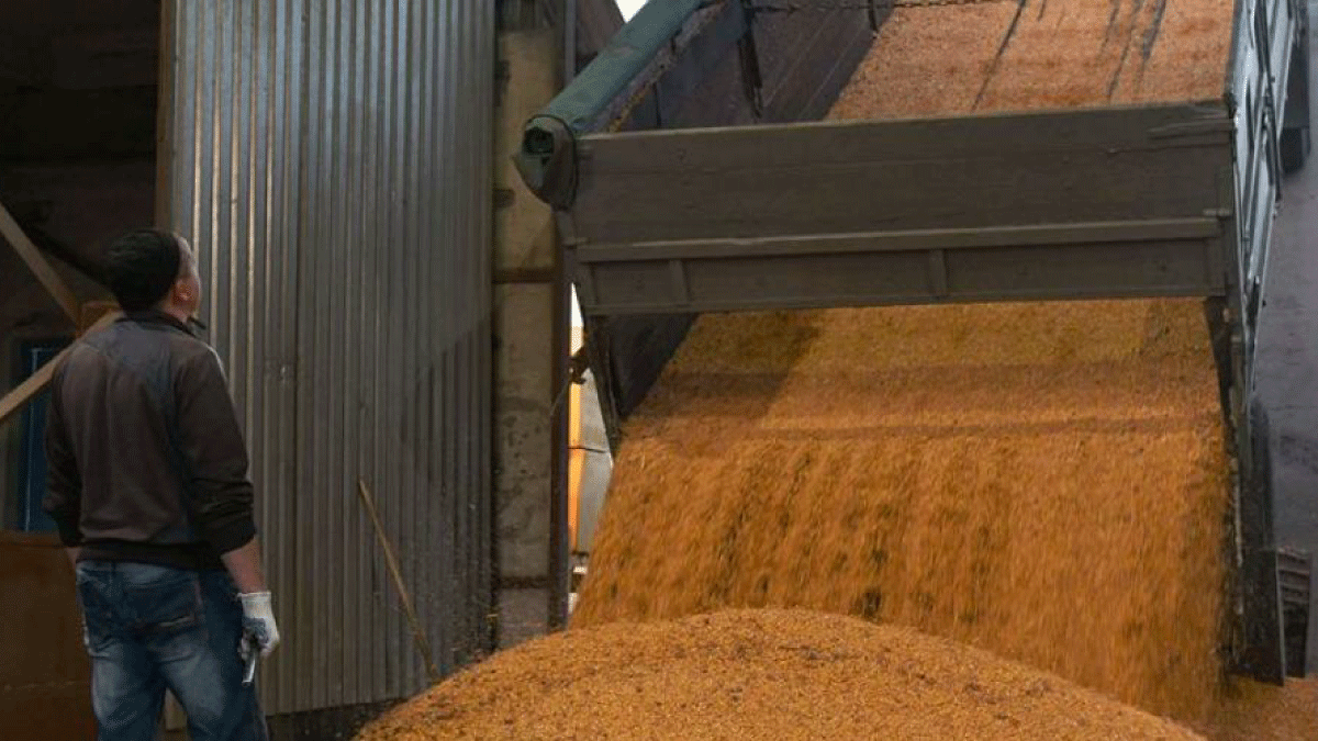 A truck unloads corn grain at a processing factory in Ukraine.