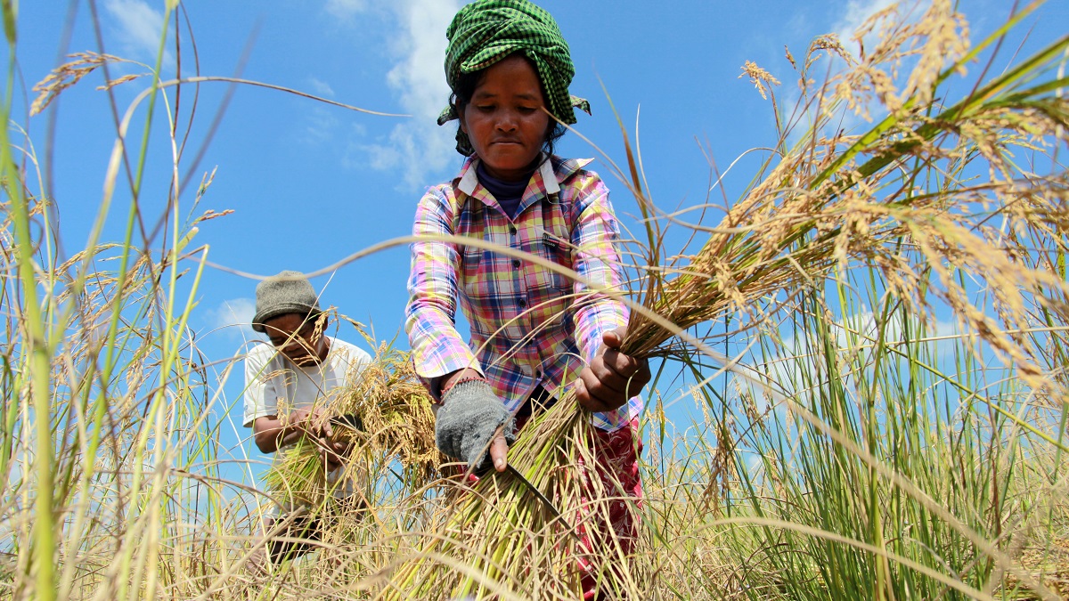 Farmers harvest crops in Cambodia’s Kampong Speu Province.