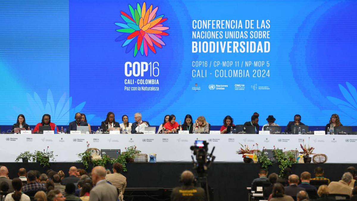 COP6 - © International Institute for Sustainable Development (IISD)