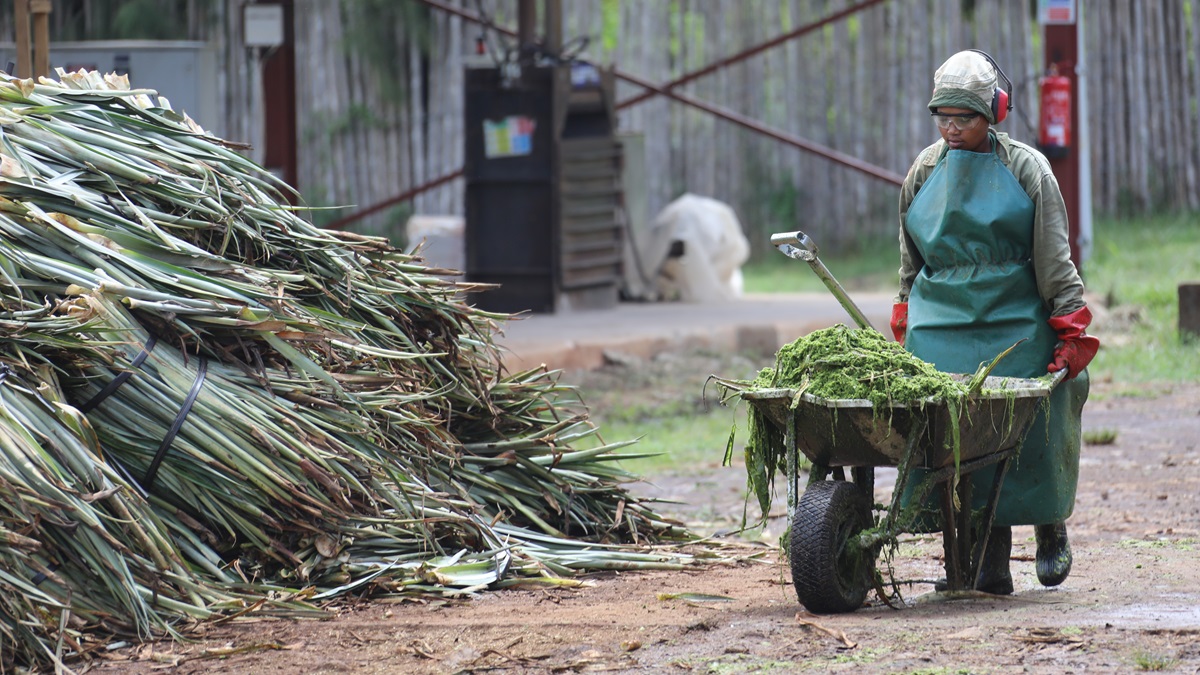 SMEP helps Kenyan farmers transform discarded pineapple leaves into textile-grade fibres, nutrient-rich compost and soil-enhancing products.