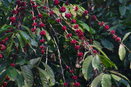 Angola eyes former coffee glory for more sustainable growth