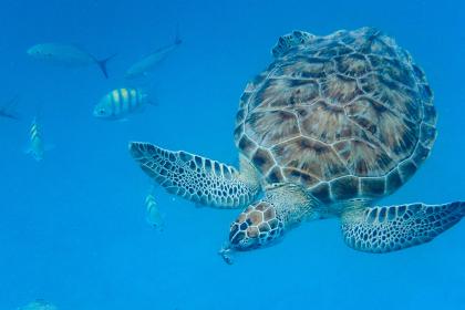 Conservation and Sustainable Use of Marine Biodiversity of Areas Beyond National Jurisdiction: Recent legal developments