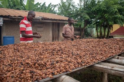 Hausse du prix du chocolat : une raison douce-amère de se préoccuper du changement climatique