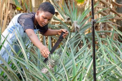 Organic residues: A sustainable solution to plastic pollution and development