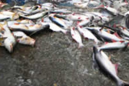 Upcoming UN Ocean Conference expected to trigger a global solution to end harmful fisheries subsidies