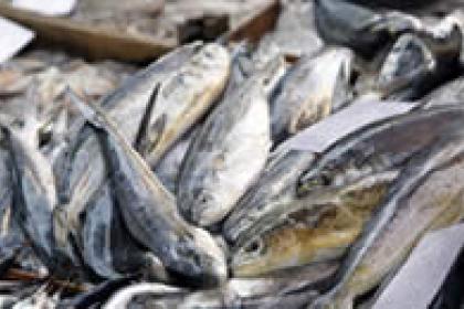 Time is running out to find a solution to overfishing, UNCTAD warns 