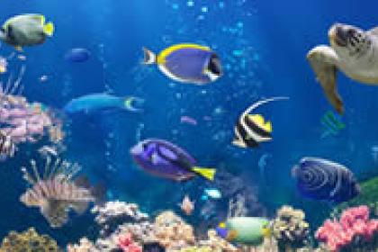 World Wildlife Day and BioTrade