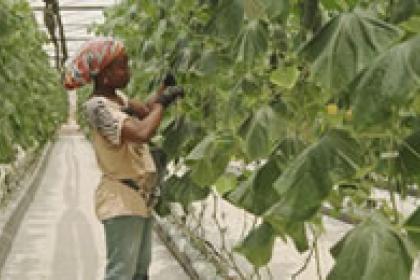 Angola to reform business climate to boost investment in agribusiness