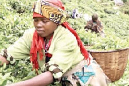 Charting the way forward for climate-resilient agriculture in Malawi