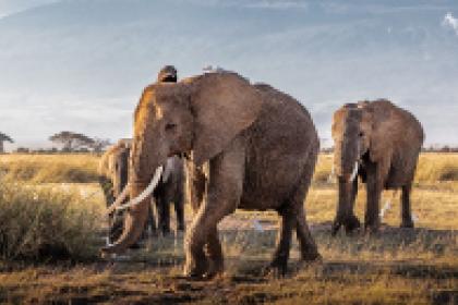 New wildlife trade management system goes live in Sri Lanka