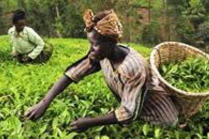 Organic farming in Africa has rich potential, but is increasingly underfunded