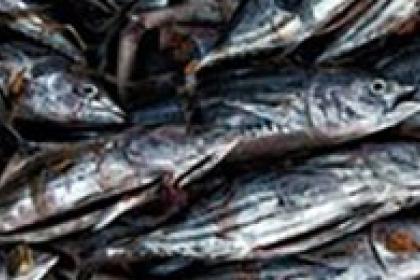 Trade negotiators double down on efforts to get fish subsidies result at MC11